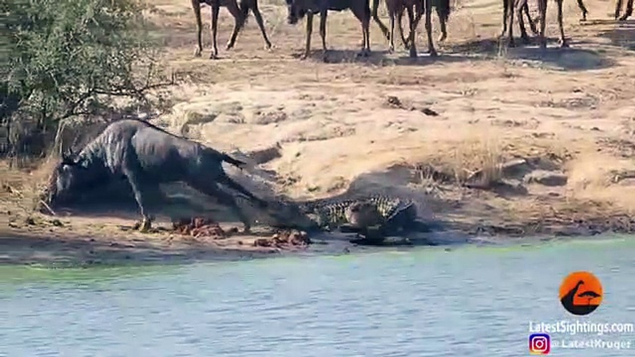 Hippos Come to Rescue Wildebeest from Crocodile