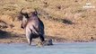 Hippos Save Wildebeest from Crocodiles - Amazing Animals Save Other Animals