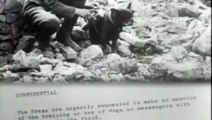 Mutt The French Bulldog Trench Messenger The Great War 1917 - YMCA