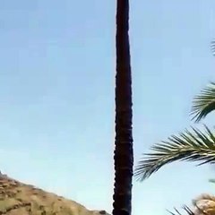 Une chèvre perchée en haut d'un palmier