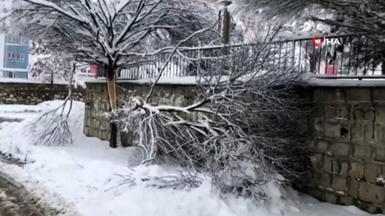 Yoğun Kar Çok Sayıda Ağacın Kırılmasına Neden Oldu