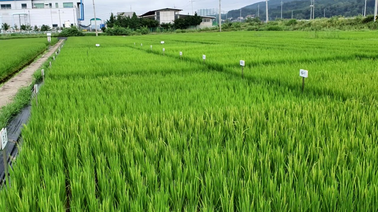 [인천] 강화군 지역 특화된 벼 품종 개발 착수 / YTN
