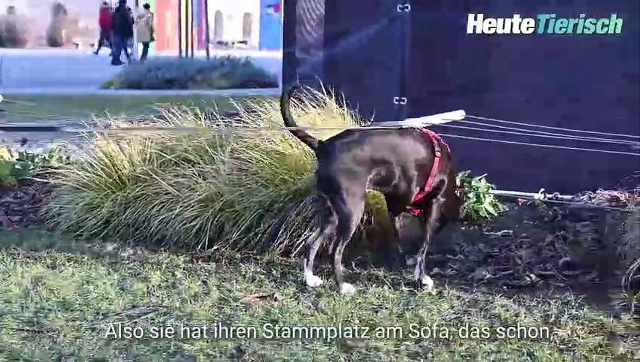 Darf Juli ins Bett, Herr Bundespräsident?