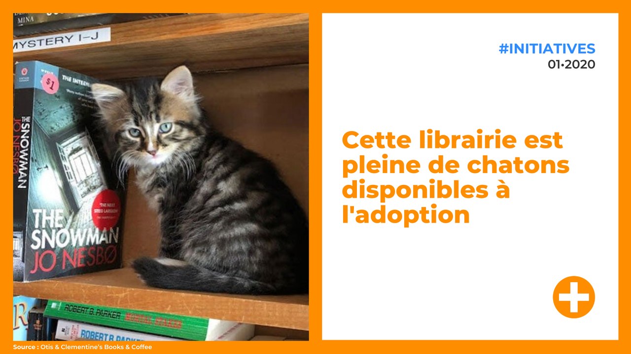cette-librairie-est-pleine-de-chatons-disponibles-a-ladoption