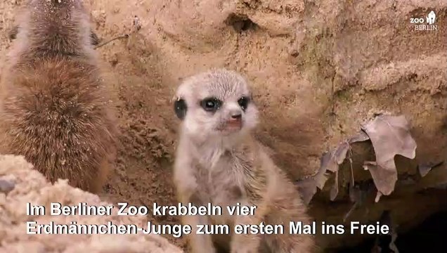Putziger Erdmännchen-Nachwuchs im Berliner Zoo
