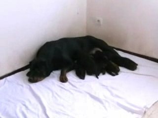 Rottweilers !! L'Heritage du Neckar