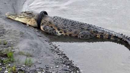 Indonesia offers reward to anyone who can remove tyre from giant crocodile