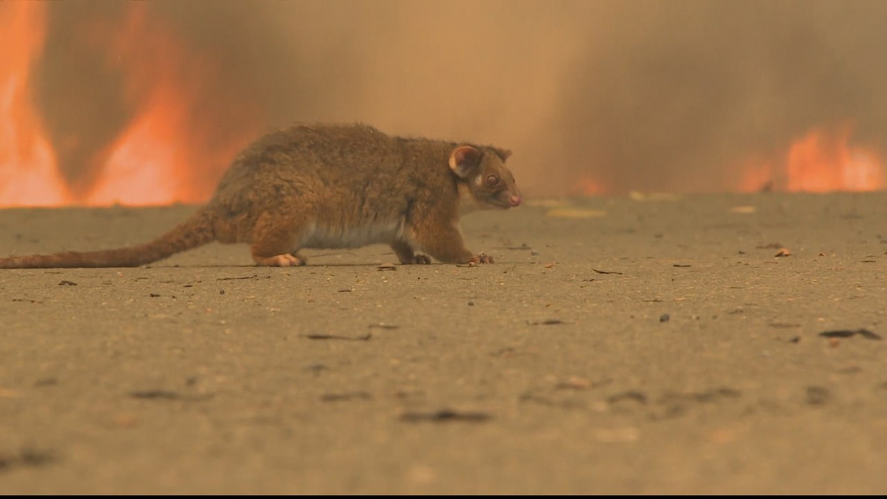 Bushfire crisis: Australia's capital declares state of emergency
