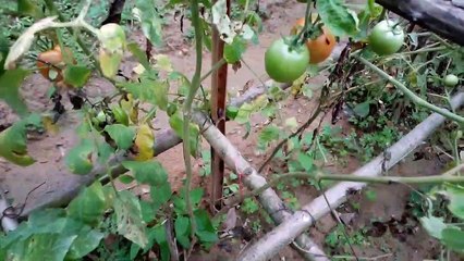 Vườn nhà JCB những ngày đầu xuân Canh Tý 2020