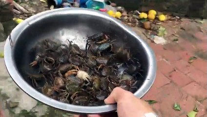 Mô hình nuôi Cua đồng bằng chuồng lợn cũ #04 GOM THA CUA