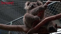 University Takes in Koalas Recovering from Australian Wildfire Burns