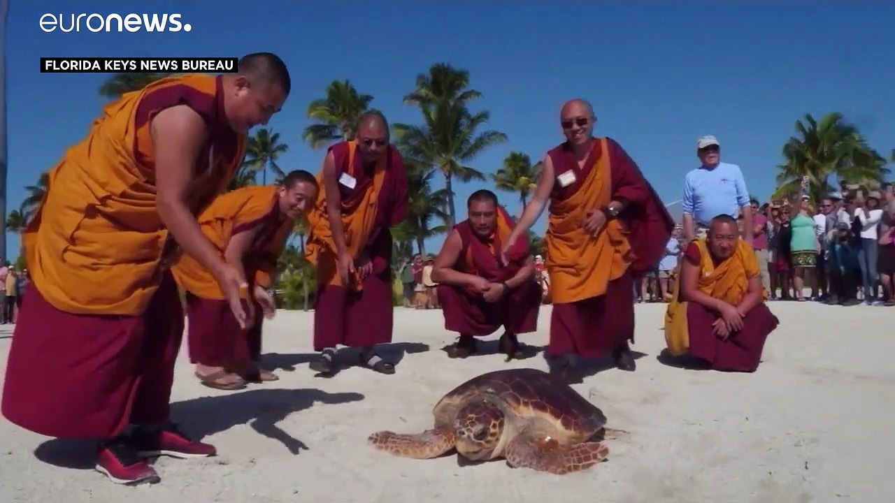 Mönche lassen schildkröte frei
