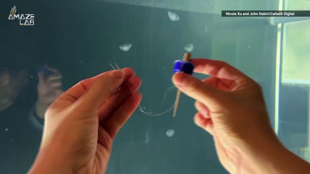 Bionic Jellyfish May Someday Roam Earth’s Oceans