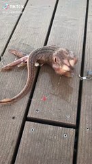 Nueva York: un pescador saca una extraña criatura del mar