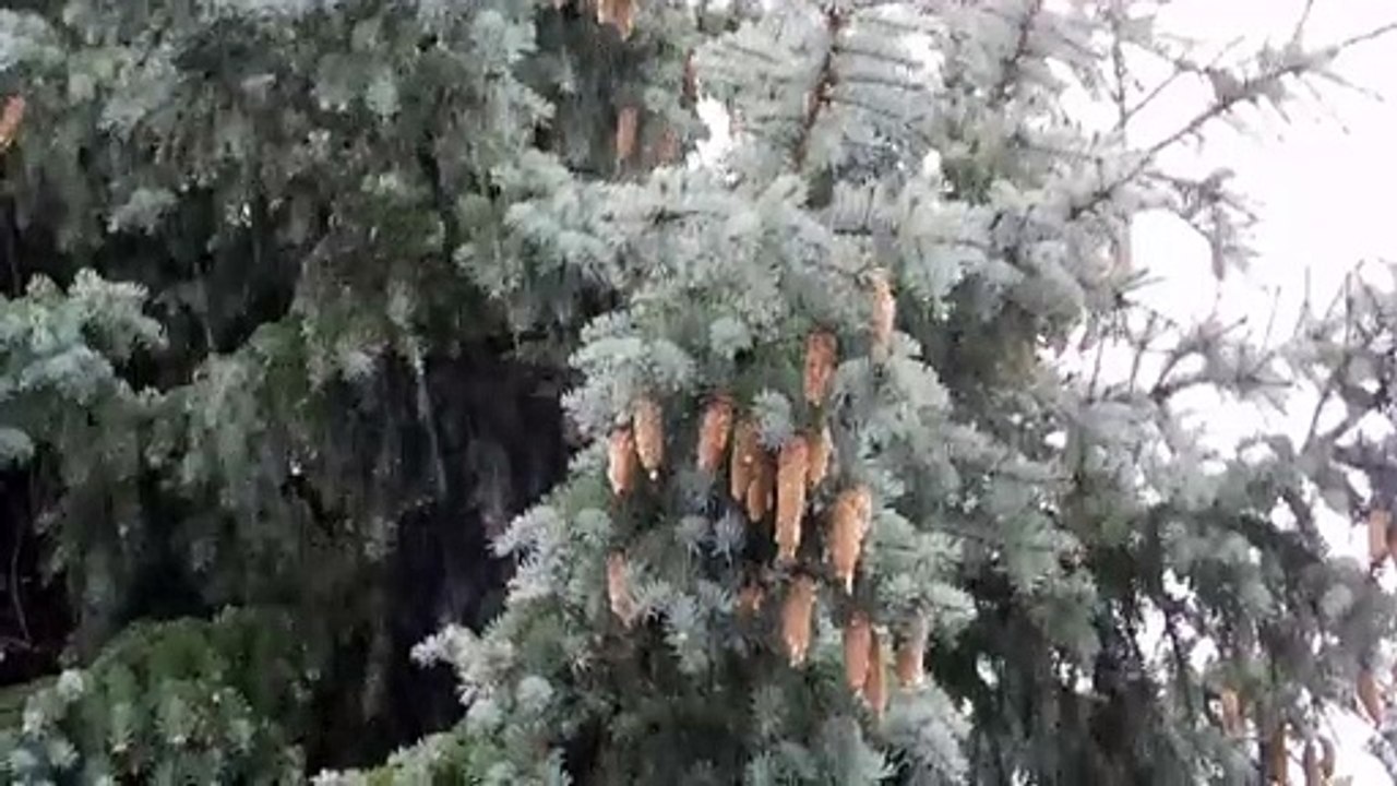 Snowing