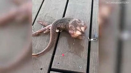 Üç bacaklı yaratık görenleri şoke etti! - İlginç Haberler