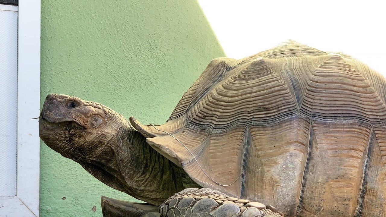 Huge Tortoise Bigger Yawn