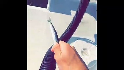 Beautiful Sea Lion Swims with Boat