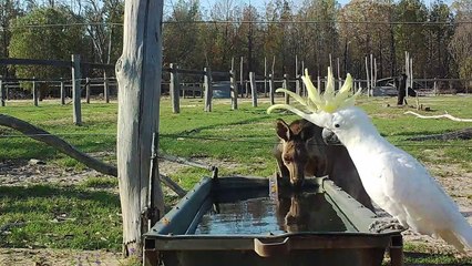 Thirsty Animals Drink Together During Drought