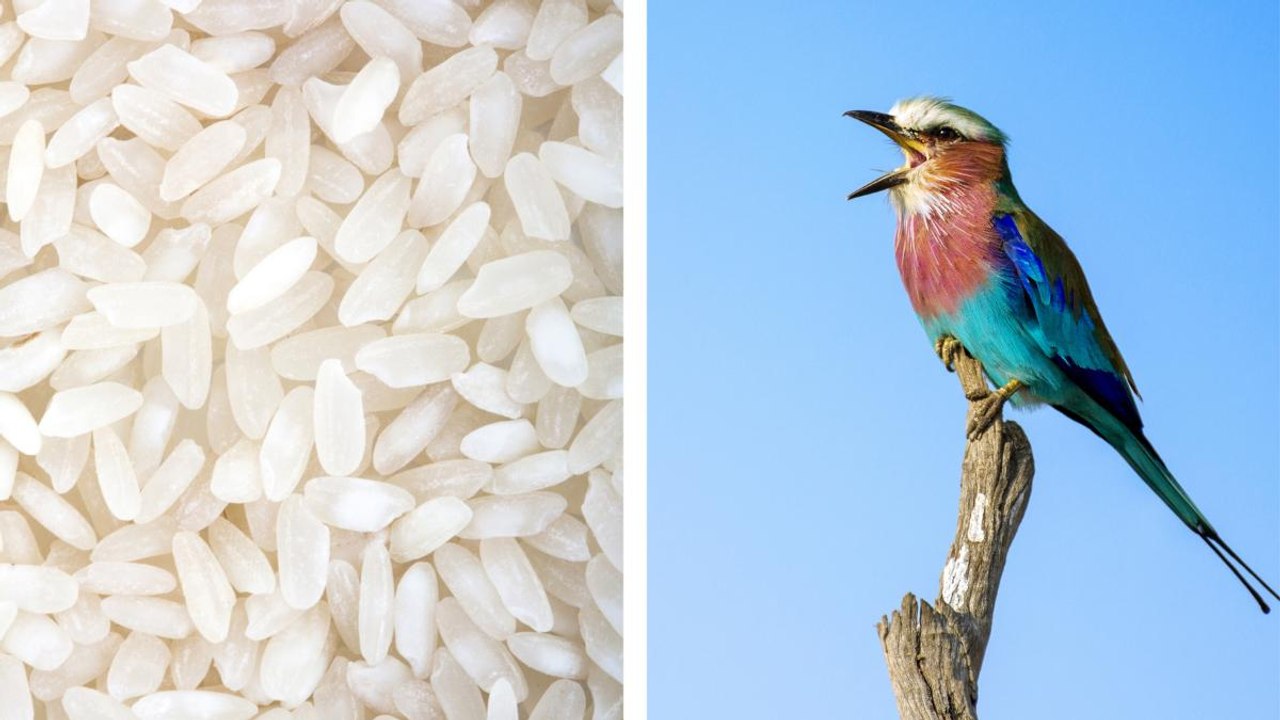 Can Uncooked Rice Actually Make Birds Explode? video Dailymotion