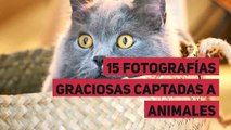 15 fotografías graciosas captadas a animales