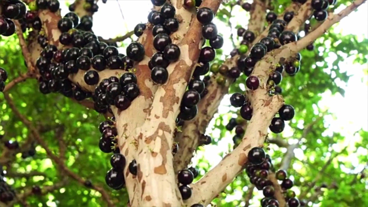 This Tropical Fruit Tastes Like Blueberries and Ginger—and You Can Buy It Online