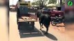 Emouvant : une vache suit la charrette qui transporte son veau malade
