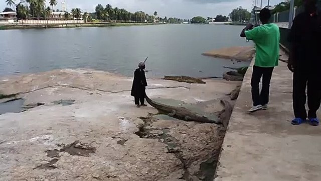 Il s'approche dangereusement de crocodiles pour une photo