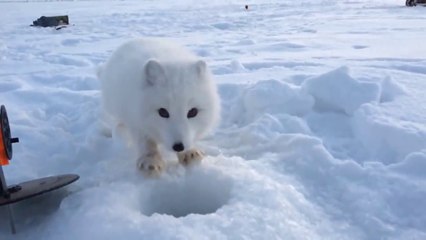Ce Petit Renard Arctique Sauvage N Est Pas Si Sauvage Que Ca Video Dailymotion