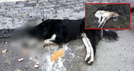 Ankara'da 20 sokak hayvanını zehirleyerek öldüren kasap serbest bırakıldı