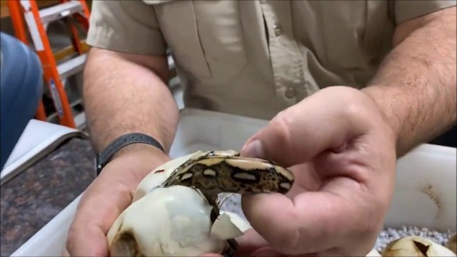 Il ouvre des oeufs de serpents de différentes espèces... incroyable
