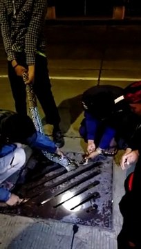 Ils sauvent un énorme python coincé dans une grille d’égout