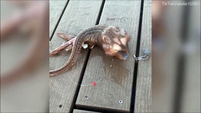 Mais quelle est cette étrange créature pêchée dans l'océan Atlantique