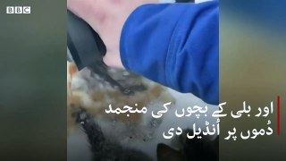 Frozen kittens trapped in ice rescued with hot coffee