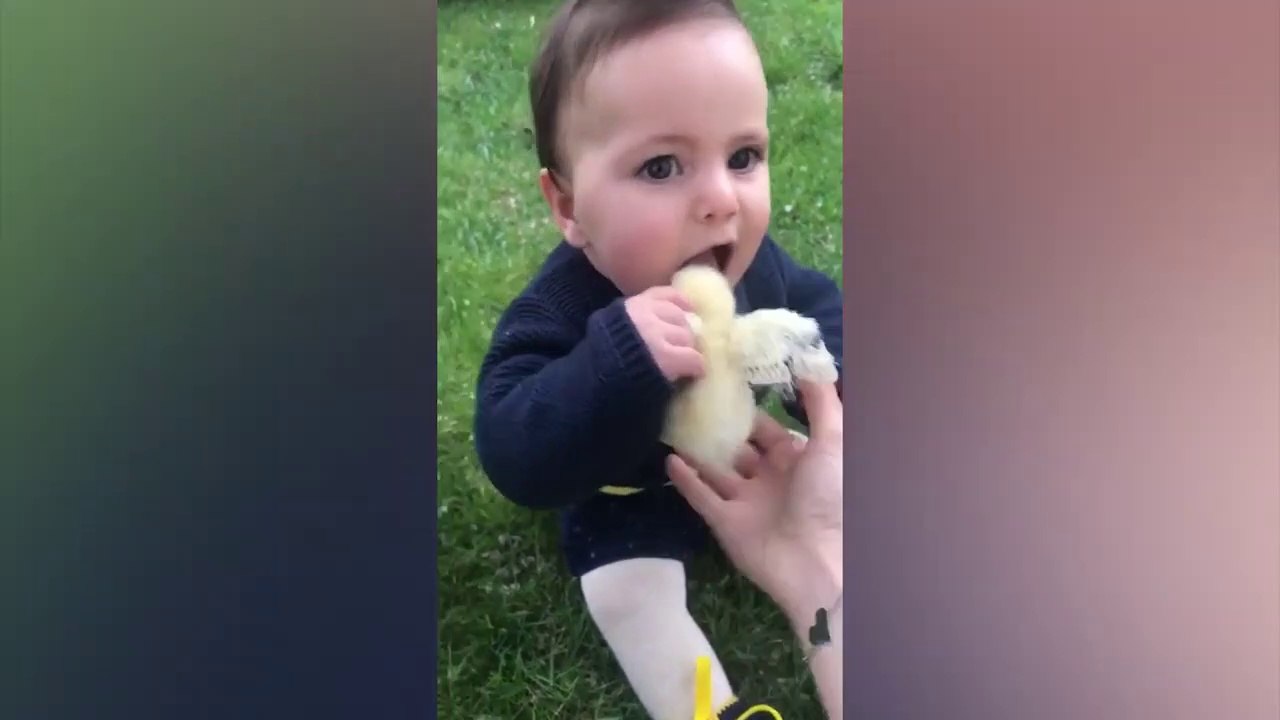 Funniest Baby Meets Animals First Time