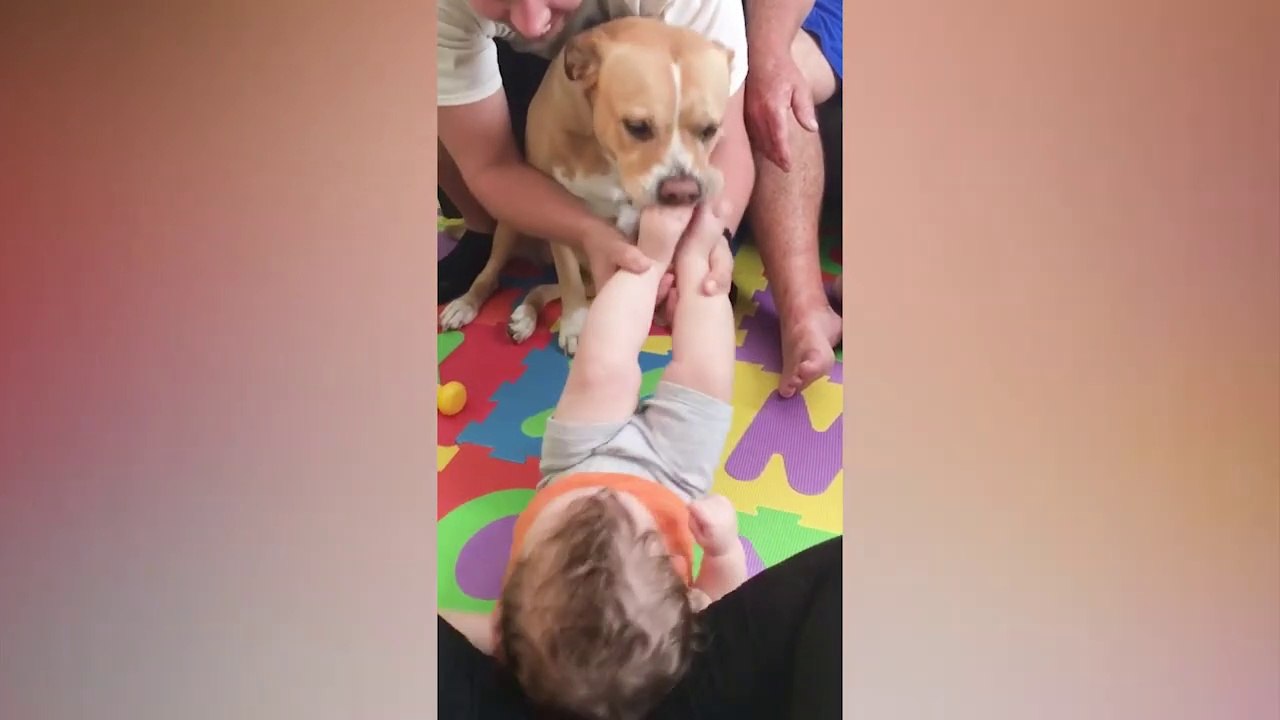 Funniest Baby Playing With Dog