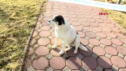 Ankara'da 20 sokak hayvanın öldürülmesi protesto edildi