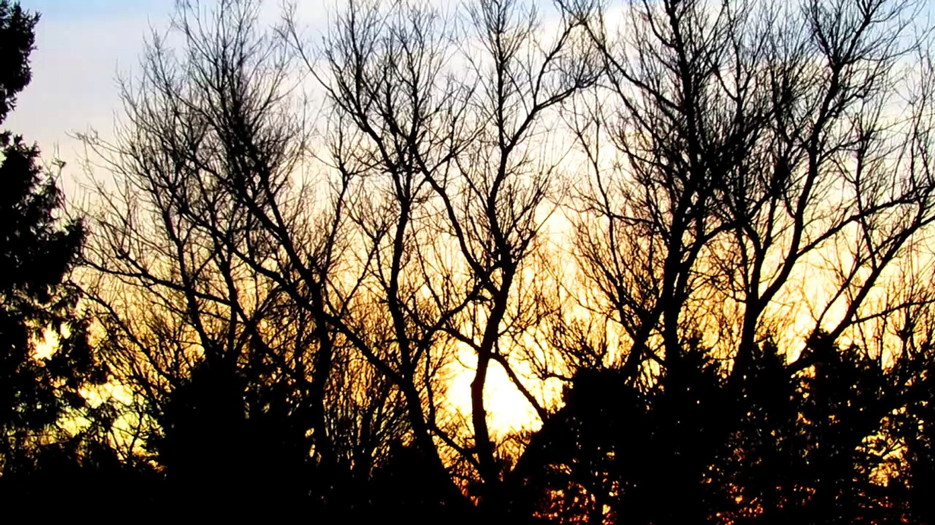 ⁣Bird Sounds at Sunrise
