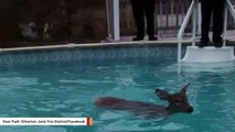 Deer Rescued After Getting Trapped In Someone's Pool