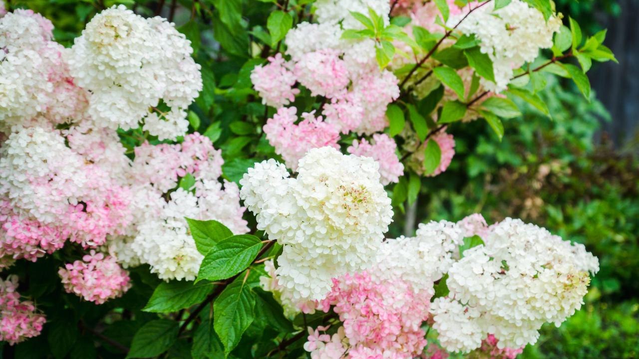 Vanilla Strawberry Hydrangea Is the Shrub Your Garden Needs