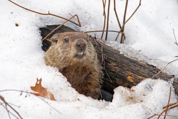 How groundhogs became the go-to animal for predicting the weather