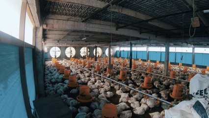 BERTERNAK AYAM BROILER DENGAN SISTEM "CLOSED HOUSE"