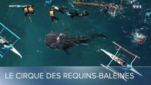 Le cirque des requins baleines - 26/01/2020