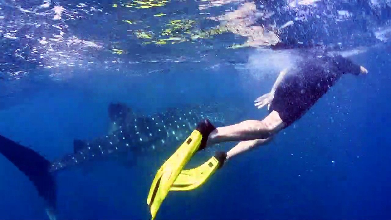 Swim with whale sharks | Whale Shark Tours Exmouth