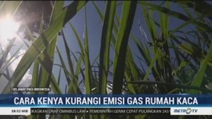 Cara Kenya Kurangi Emisi Gas Rumah Kaca dengan Rumput Napier