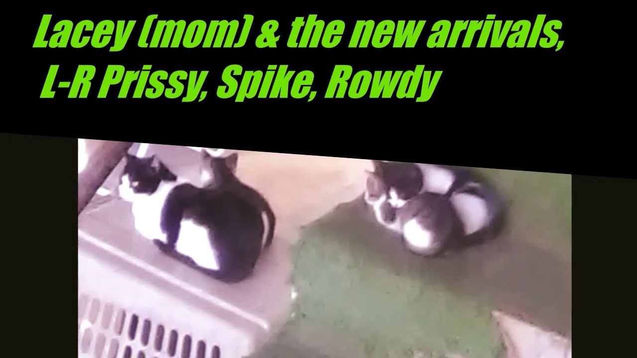 Introducing my cat clan