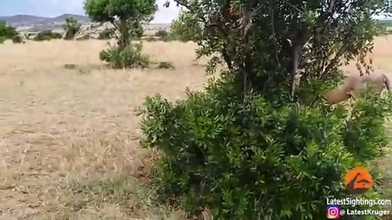 How Not to Wake Up a Lioness!