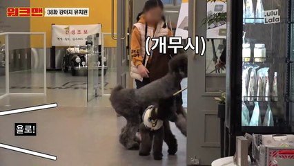 ※클릭하면 헤어나오지 못할 영상※ 인생 같이 살고싶게 만드는 강아지 유치원 직업 리뷰 ㅣ워크맨 ep.38