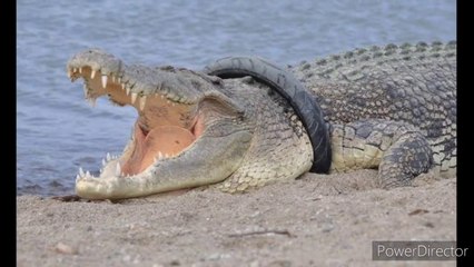 କୁମ୍ଭୀର ବେକରୁ ଟାୟାର କାଢିଦେଲେ ମିଳିବ ଏକ କୋଟି ଟଙ୍କା ପୁରସ୍କାର ରାଶି