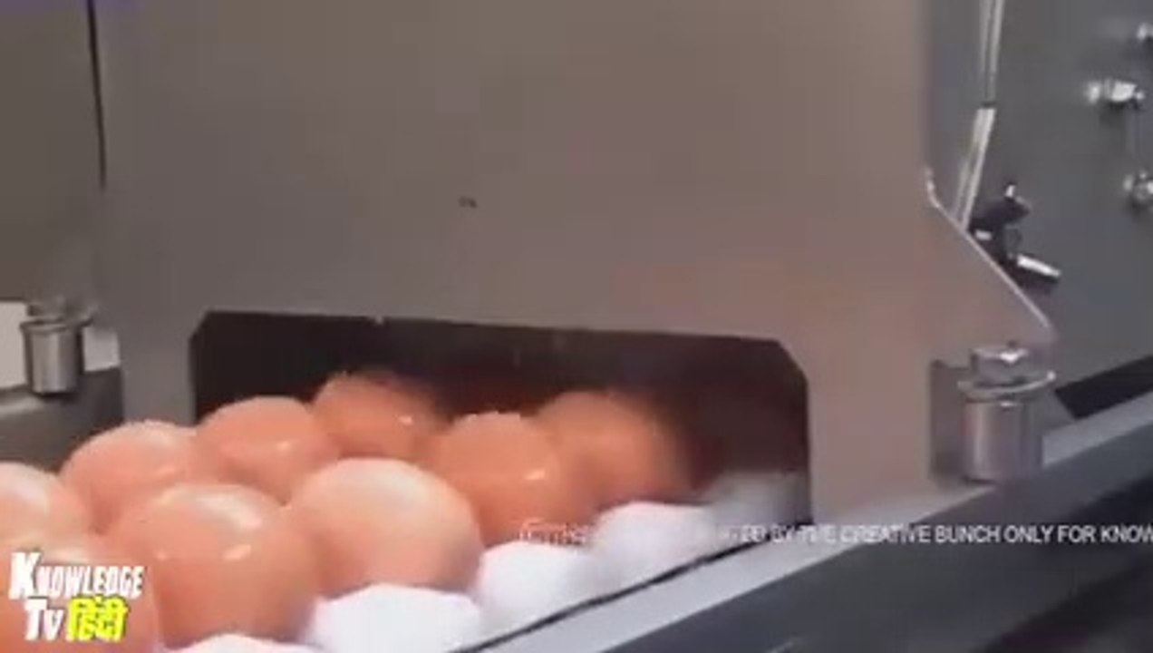 selicon eggs info world